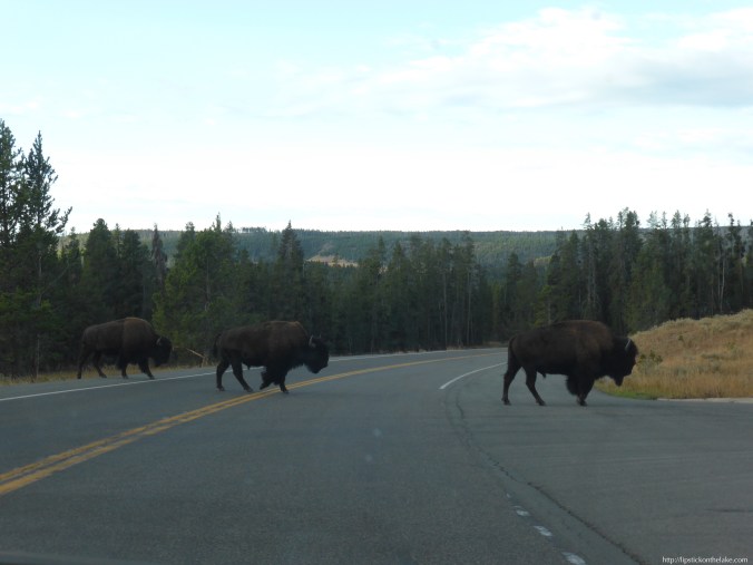 Yellowstone-National-Park-Bison