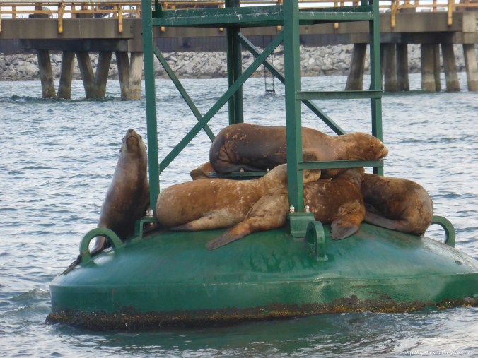 Vancouver-Whale-Watch-Stellar-Sea-Lions