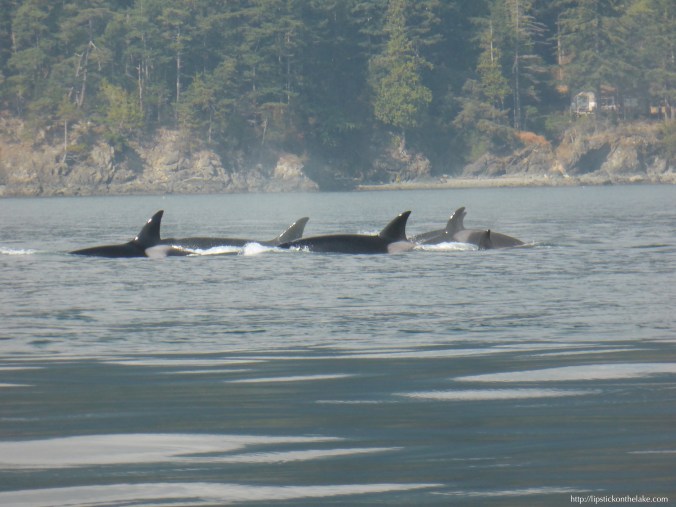 Vancouver-Whale-Watch